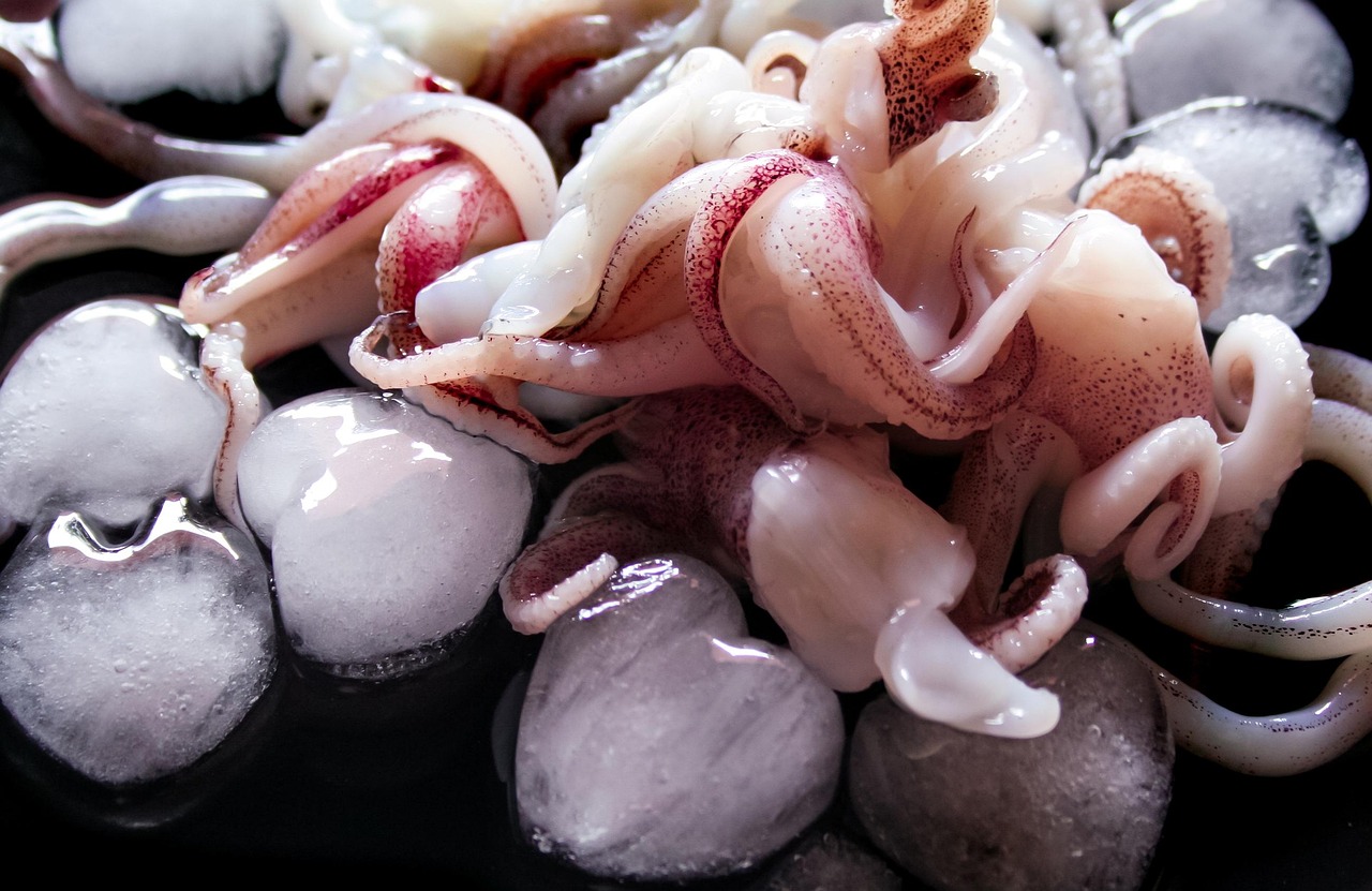 squid, seafood, fresh squid, squid, squid, squid, squid, squid