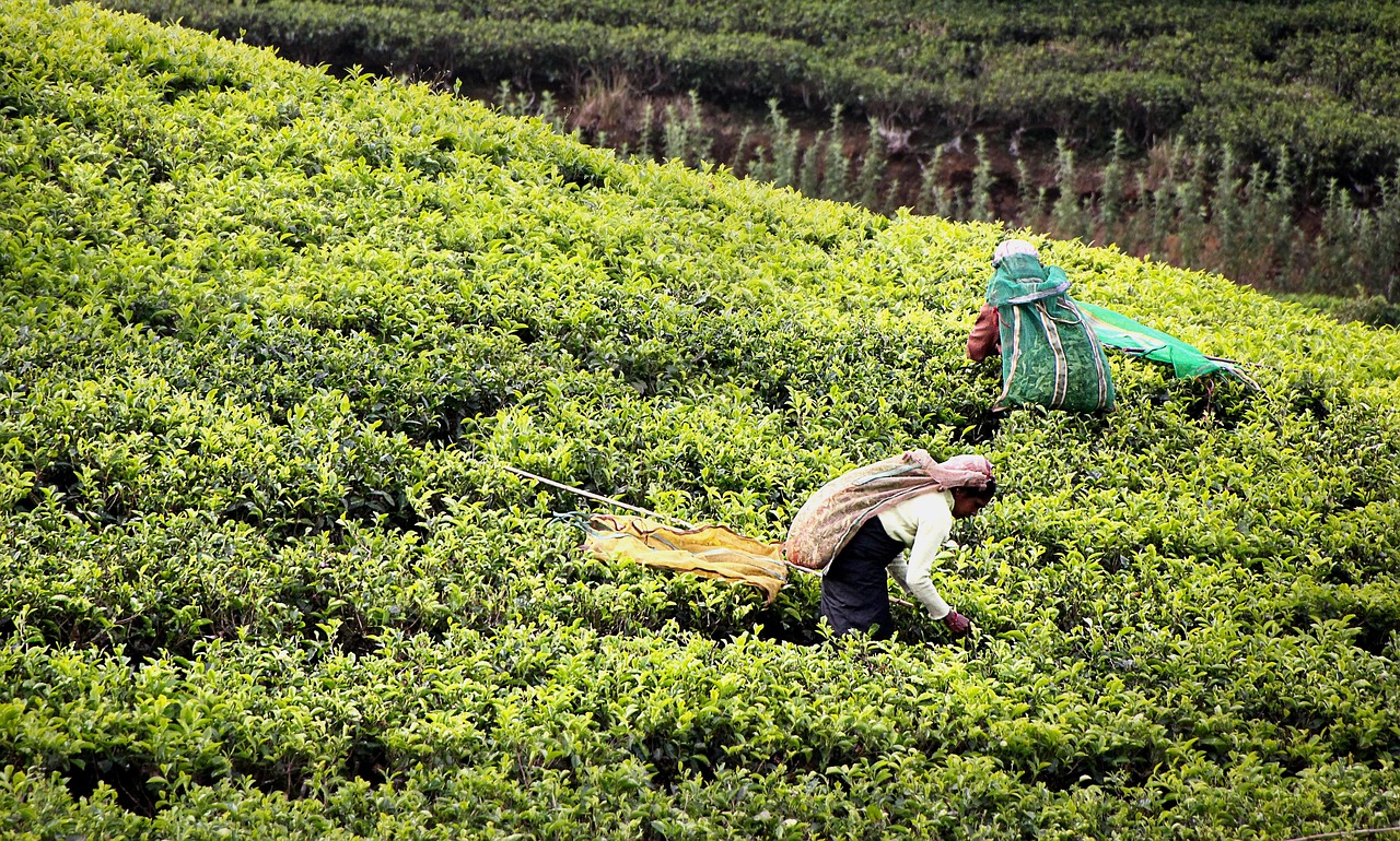 tea harvest, tea, tea plantation, sri lanka, workers, tea picker, plantation, cultivated terraces, work, exploitation, green, tea plantation, sri lanka, sri lanka, sri lanka, sri lanka, sri lanka