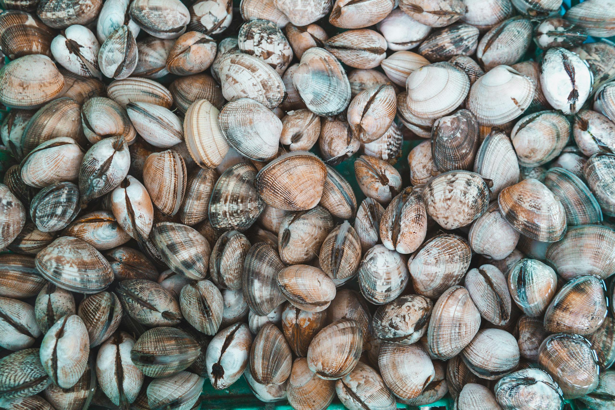 A close-up image showcasing a large abundance of fresh clams ready for sale at the seafood market.