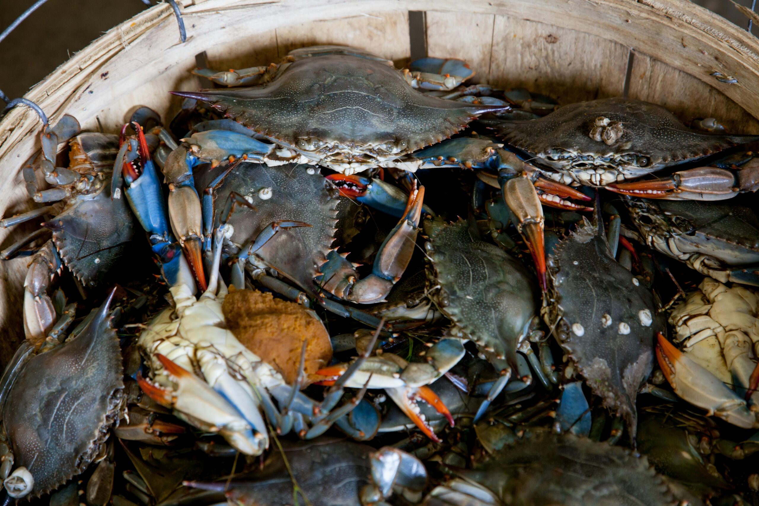 A close-up view of fresh blue crabs in a wooden basket, showcasing vibrant colors and seafood freshness.